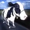 jopa_bobra.69