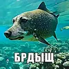 brdish5
