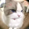 loanbipp3