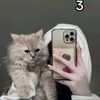 neven_060