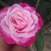 user602202054