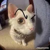 milodeptrai1