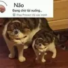 pitonayto