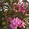 rana389621