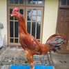 febyadd22
