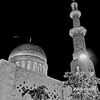 زهرة الامل