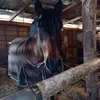 i.love.horse187