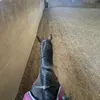 shanadeh3