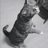 ilovemycat2023