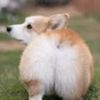 trashtalkincorgi