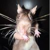 petlover268