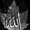 malikboy8286