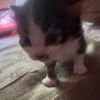 gilbert_the_kitten
