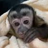 capuchinsrayaandmaria