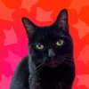 CheGattoVuoi?!