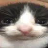 omeucanaldejogos
