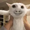 Fufucat