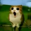 uwucatred