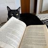 Kat