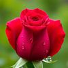 user4302730234486
