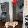 tucker_wita_red_bawoon