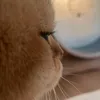 bong1412107