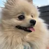 toni.makaroni111