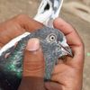 sakib.pigeon.loft6