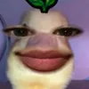 macarwyluhf