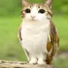 neu.shinobus.vers