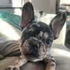 avathefrenchie1