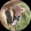 cailonmup6