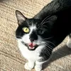 oreo_editzz0