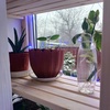 alexander_houseplants