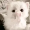 koreanochka_milanochka