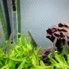 aquarium_azc