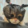 Hi, ini cici