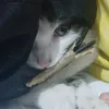 adrianoisaque8