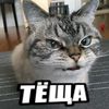 turmsleo2kchinavelik