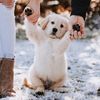 bentleybthegolden