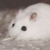 hamsterfreunde