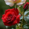 md.sahinalom2751