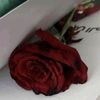 user5360188516547