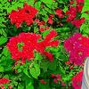 pk.rajpoot..com