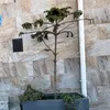 nassima dz