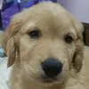 Gus_