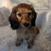 peppitheminiweenie