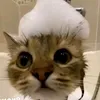 cat_..kkt