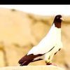 muhammad.javeed619
