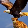 aigle.royal584